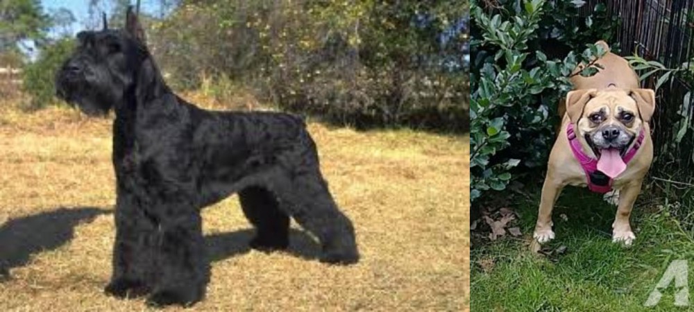 Beabull vs Giant Schnauzer - Breed Comparison