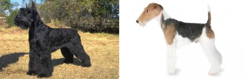 Fox Terrier vs Giant Schnauzer - Breed Comparison