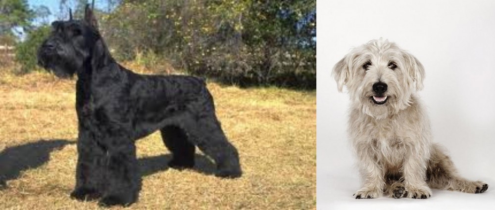 Glen of Imaal Terrier vs Giant Schnauzer - Breed Comparison
