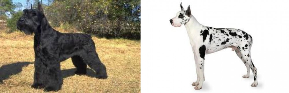 Great Dane vs Giant Schnauzer - Breed Comparison
