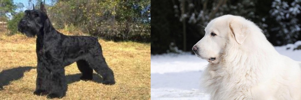 Great Pyrenees vs Giant Schnauzer - Breed Comparison