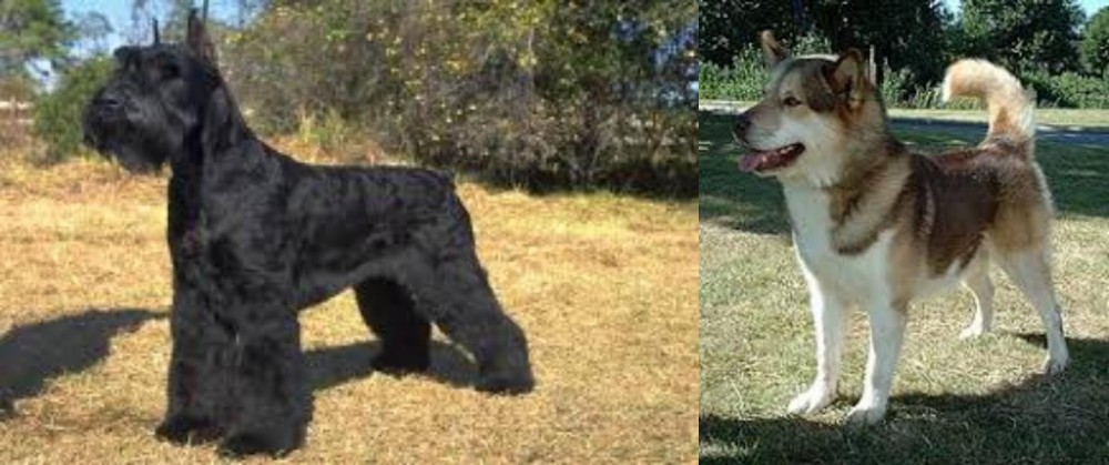 Greenland Dog vs Giant Schnauzer - Breed Comparison
