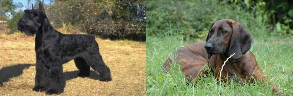 Hanover Hound vs Giant Schnauzer - Breed Comparison