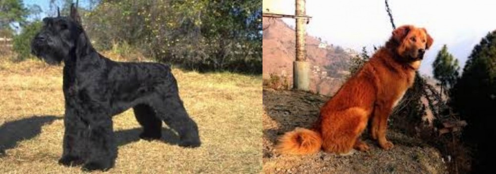 Himalayan Sheepdog vs Giant Schnauzer - Breed Comparison