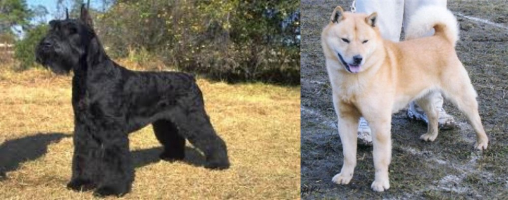 Hokkaido vs Giant Schnauzer - Breed Comparison
