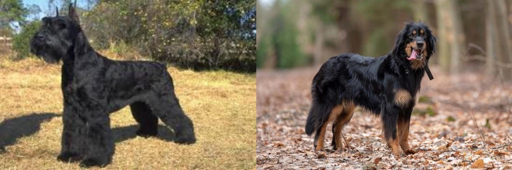 Hovawart vs Giant Schnauzer - Breed Comparison