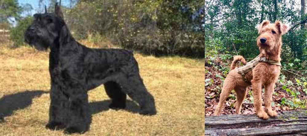 Irish Terrier vs Giant Schnauzer - Breed Comparison