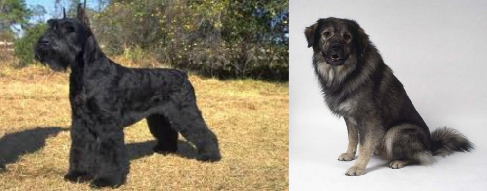 Istrian Sheepdog vs Giant Schnauzer - Breed Comparison