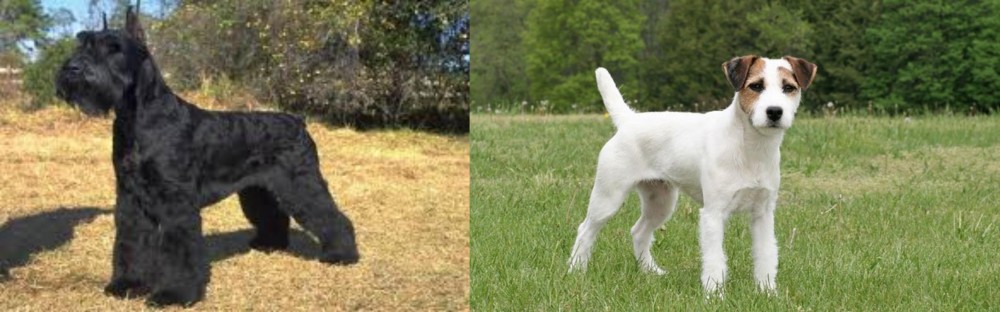 Jack Russell Terrier vs Giant Schnauzer - Breed Comparison