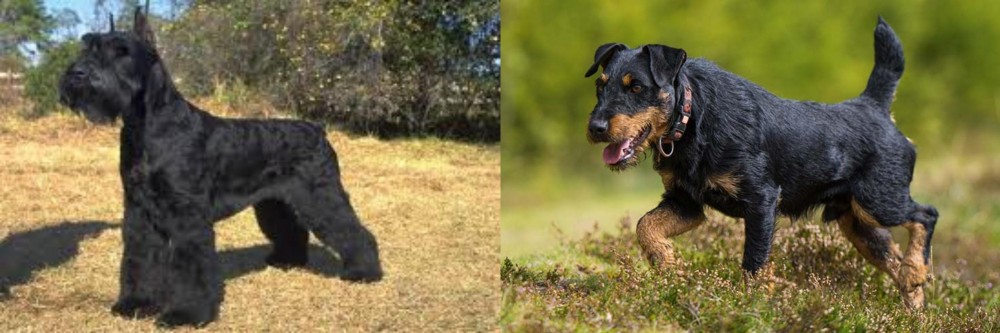 Jagdterrier vs Giant Schnauzer - Breed Comparison