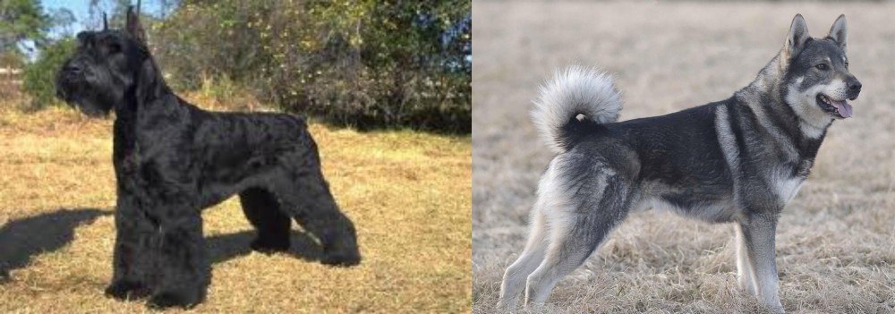 Jamthund vs Giant Schnauzer - Breed Comparison