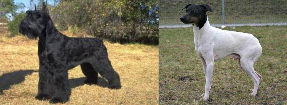 Japanese Terrier vs Giant Schnauzer - Breed Comparison