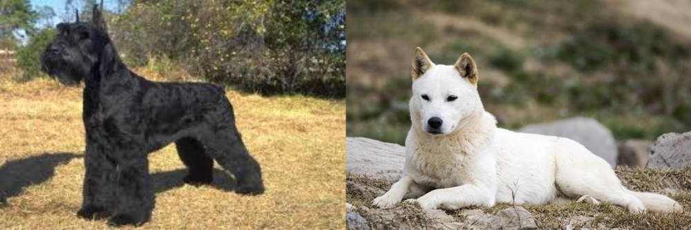 Jindo vs Giant Schnauzer - Breed Comparison