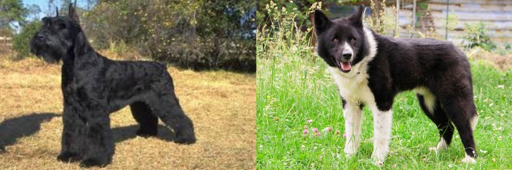 Karelian Bear Dog vs Giant Schnauzer - Breed Comparison