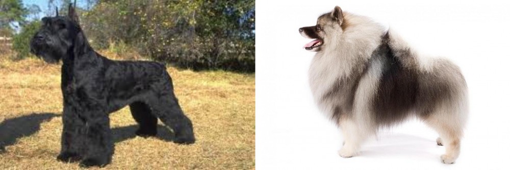 Keeshond vs Giant Schnauzer - Breed Comparison