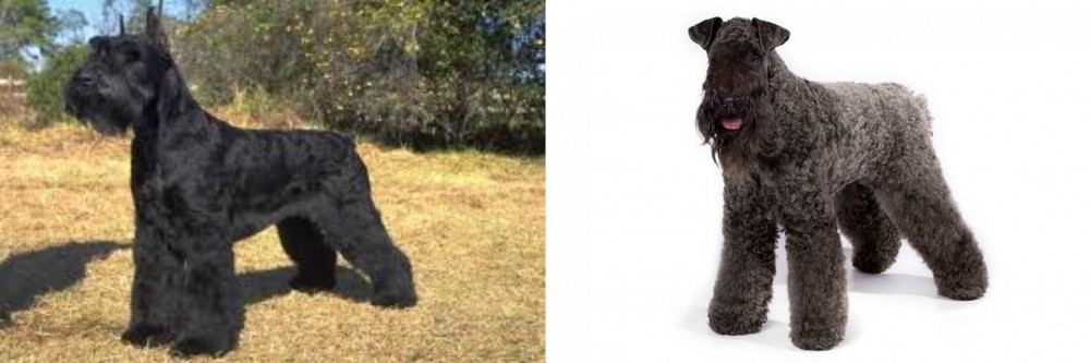 Kerry Blue Terrier vs Giant Schnauzer - Breed Comparison
