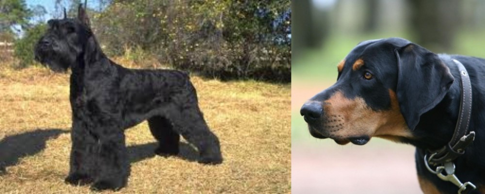 Lithuanian Hound vs Giant Schnauzer - Breed Comparison