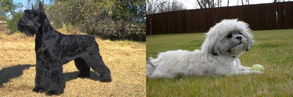 Mal-Shi vs Giant Schnauzer - Breed Comparison