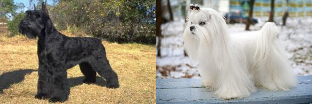Maltese vs Giant Schnauzer - Breed Comparison