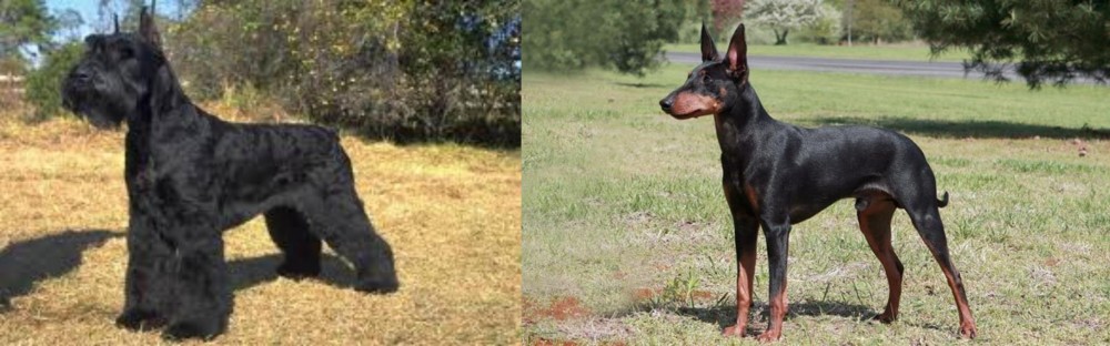 Manchester Terrier vs Giant Schnauzer - Breed Comparison