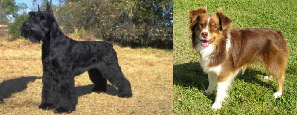 Miniature Australian Shepherd vs Giant Schnauzer - Breed Comparison