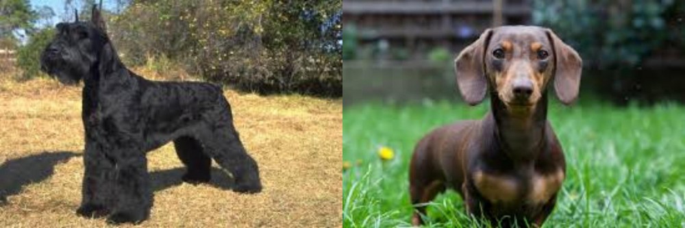 Miniature Dachshund vs Giant Schnauzer - Breed Comparison