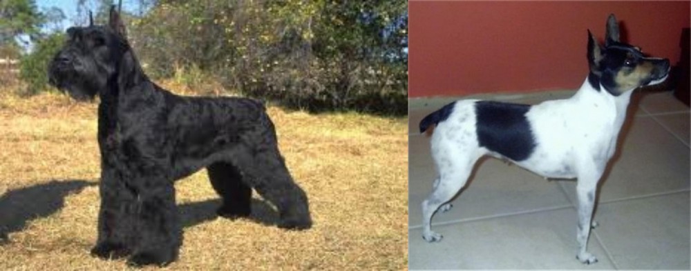 Miniature Fox Terrier vs Giant Schnauzer - Breed Comparison