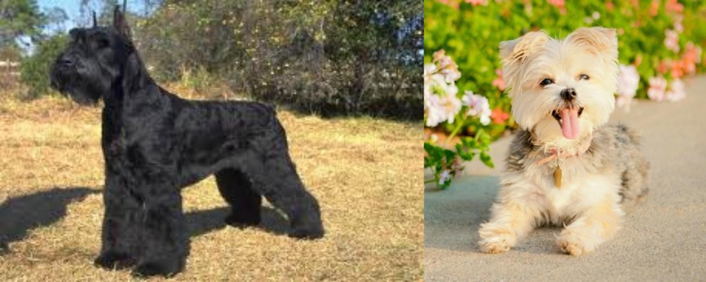 Morkie vs Giant Schnauzer - Breed Comparison