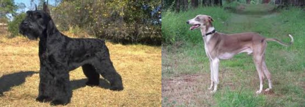 Mudhol Hound vs Giant Schnauzer - Breed Comparison