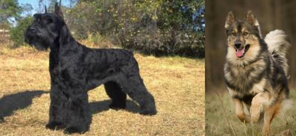 Native American Indian Dog vs Giant Schnauzer - Breed Comparison