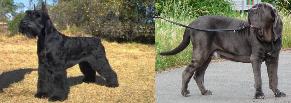 Neapolitan Mastiff vs Giant Schnauzer - Breed Comparison