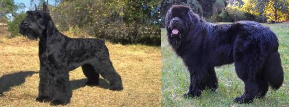 Newfoundland Dog vs Giant Schnauzer - Breed Comparison