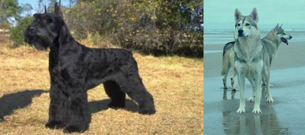 Northern Inuit Dog vs Giant Schnauzer - Breed Comparison