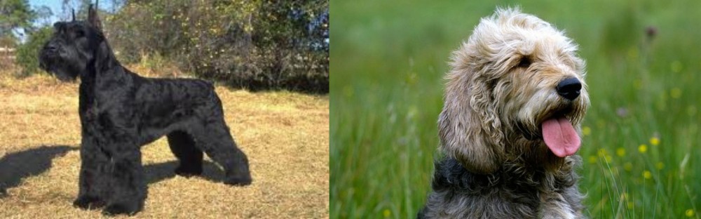 Otterhound vs Giant Schnauzer - Breed Comparison