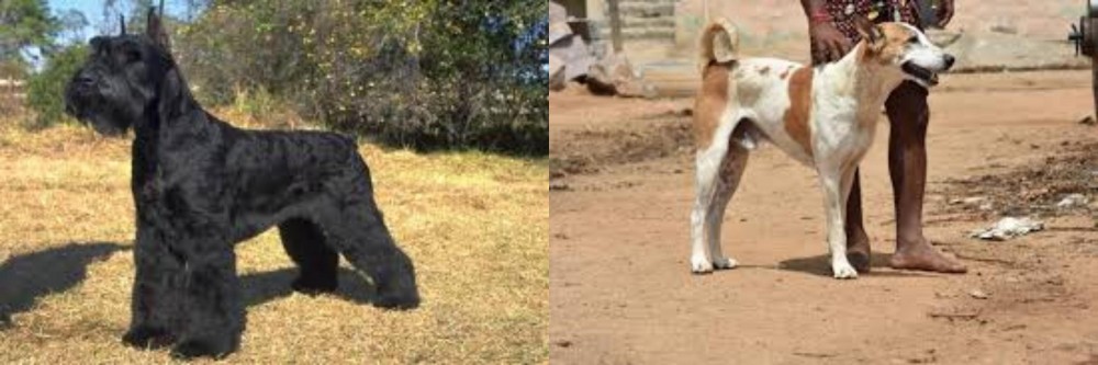 Pandikona vs Giant Schnauzer - Breed Comparison
