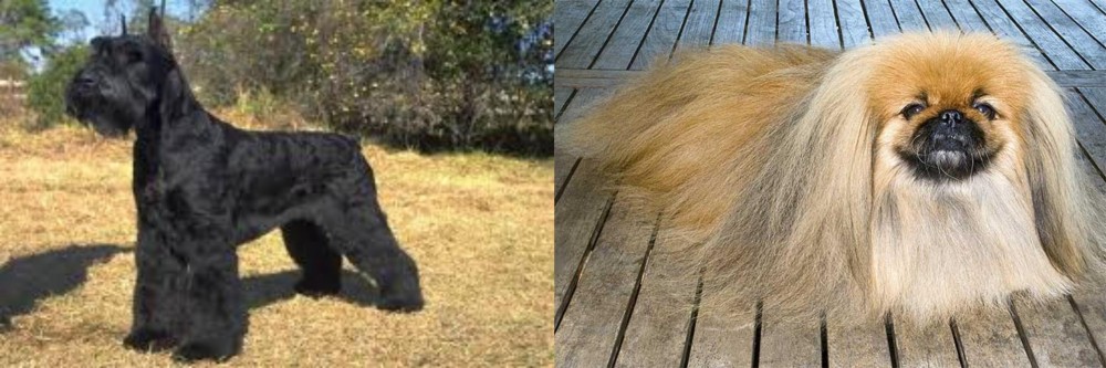 Pekingese vs Giant Schnauzer - Breed Comparison