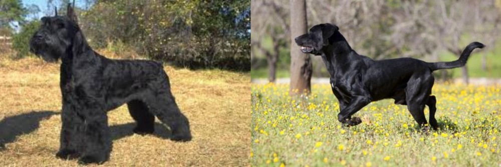 Perro de Pastor Mallorquin vs Giant Schnauzer - Breed Comparison