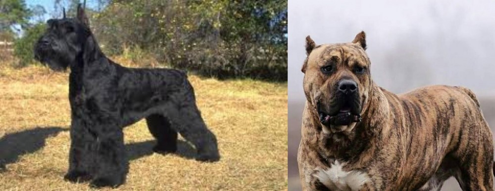 Perro de Presa Canario vs Giant Schnauzer - Breed Comparison