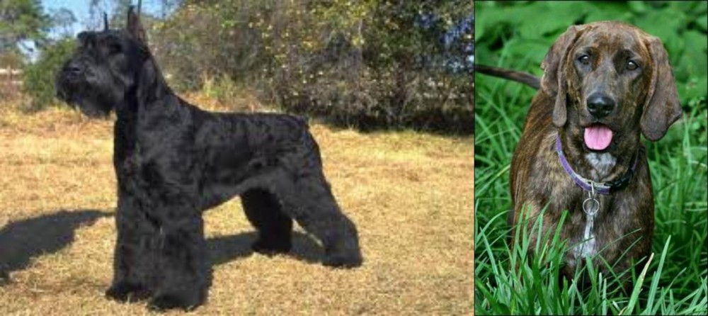 Plott Hound vs Giant Schnauzer - Breed Comparison