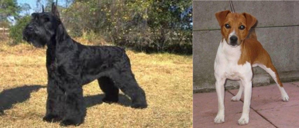 Plummer Terrier vs Giant Schnauzer - Breed Comparison