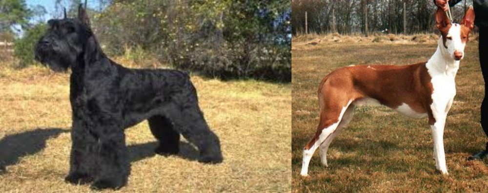 Podenco Canario vs Giant Schnauzer - Breed Comparison