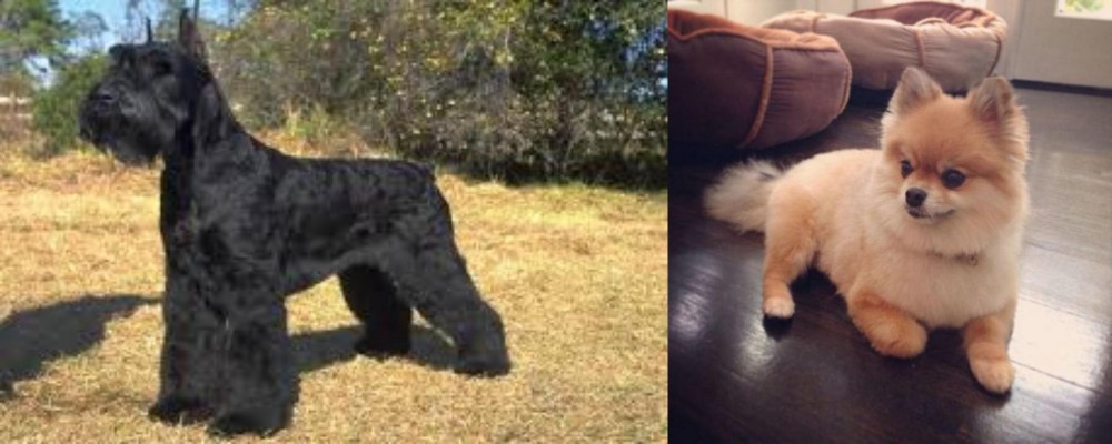 Pomeranian vs Giant Schnauzer - Breed Comparison