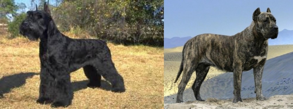 Presa Canario vs Giant Schnauzer - Breed Comparison