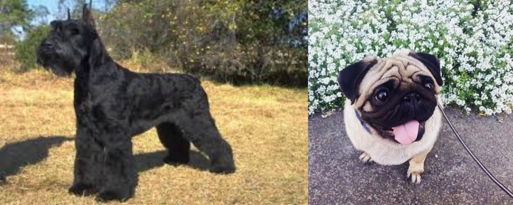 Pug vs Giant Schnauzer - Breed Comparison