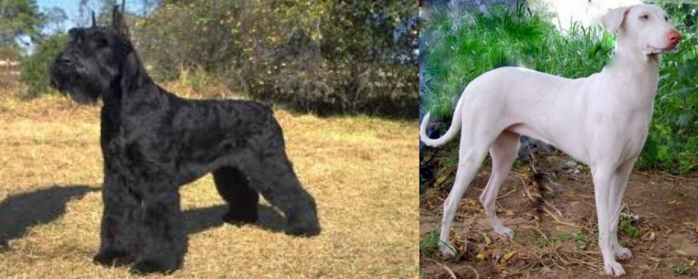 Rajapalayam vs Giant Schnauzer - Breed Comparison