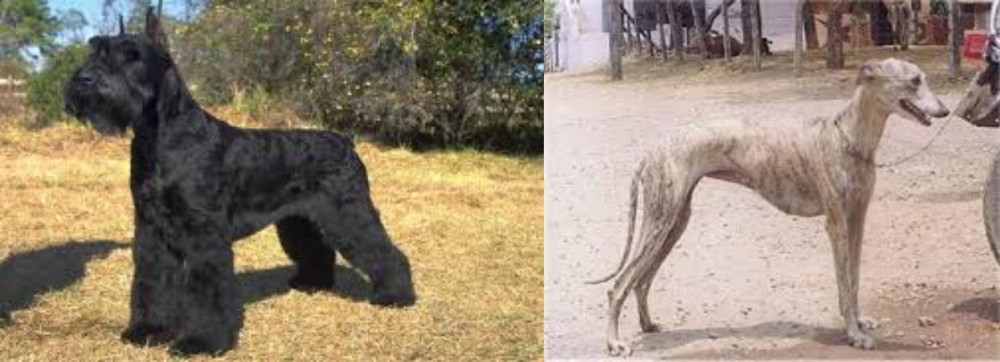 Rampur Greyhound vs Giant Schnauzer - Breed Comparison