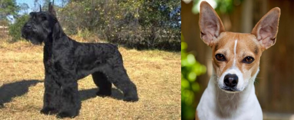 Rat Terrier vs Giant Schnauzer - Breed Comparison