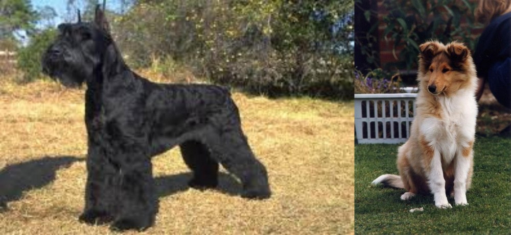 Rough Collie vs Giant Schnauzer - Breed Comparison