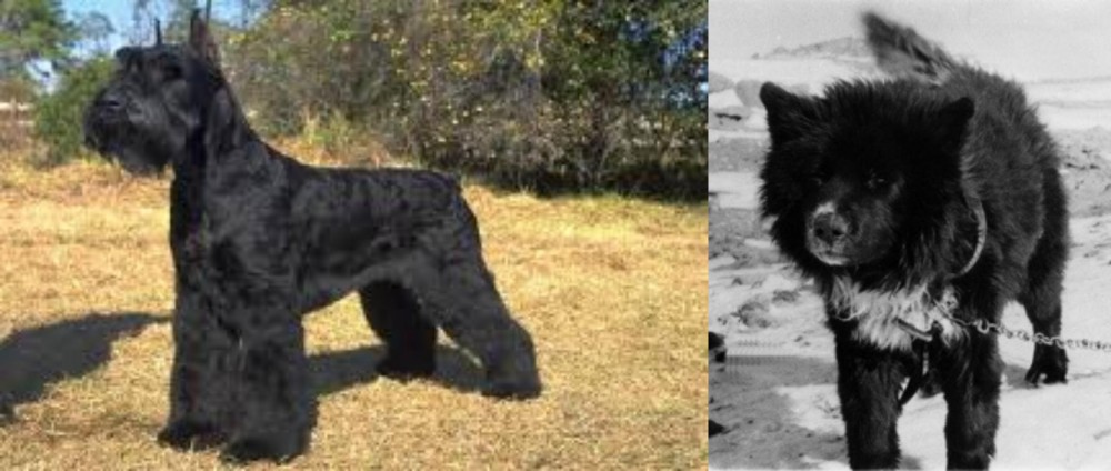 Sakhalin Husky vs Giant Schnauzer - Breed Comparison