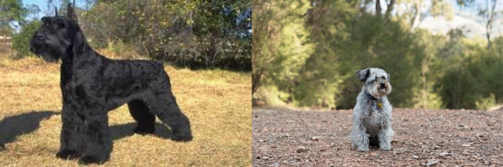 Schnoodle vs Giant Schnauzer - Breed Comparison